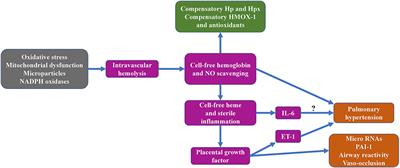 The Worst Things in Life are Free: The Role of Free Heme in Sickle Cell Disease